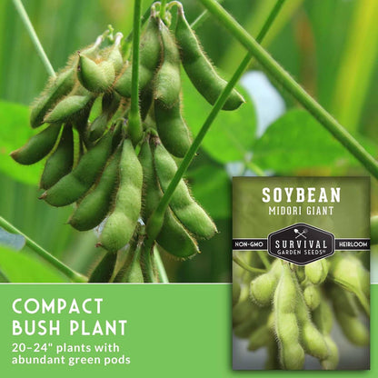 Midori Giant Soybean Seeds for Planting - Grow Protein-Rich Edamame Pods in Your Home Vegetable Garden - Non-GMO Heirloom Soy Bean - Survival Garden Seeds (5 Packs)