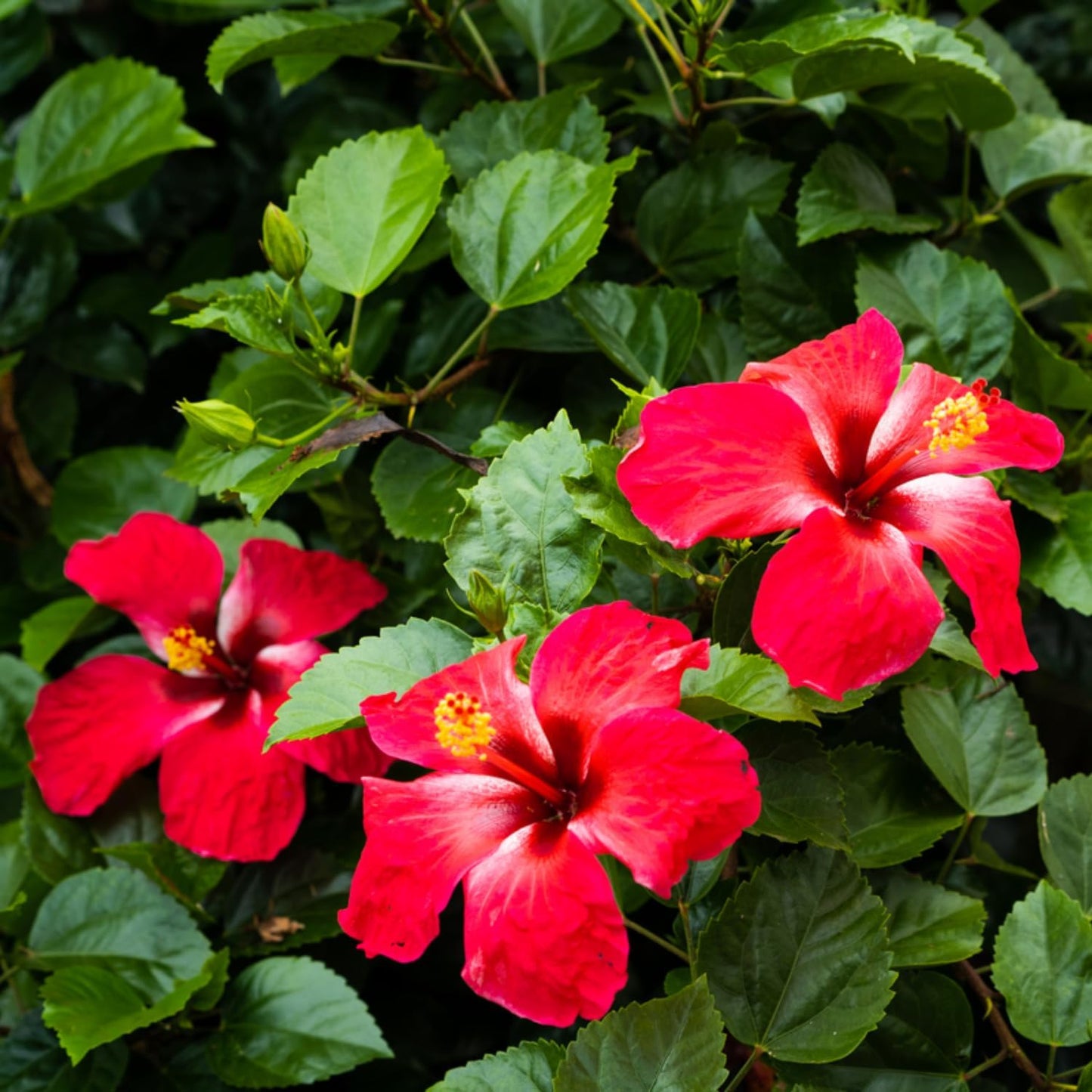 2 Red Hibiscus Live Plants, Clump 8-12” Tall, Hardy Hibiscus Plants Live, Hibiscus Trees Flowering Shrub