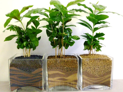 Seeds Flowers Arabian Coffee Tree Indoor - 5 Seeds