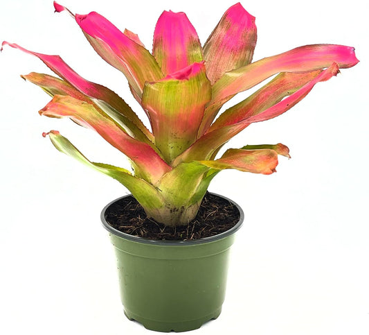 ragnaroc Live Plants – Bromeliad Neoregelia Romance, 8-12" in 6" Pot - 1ct - Live Arrival Guaranteed - House Plants for Home Decor & Gift