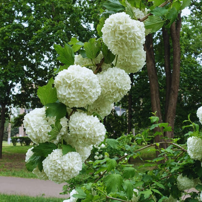 Snowball Bush Plant, Old Fashion Snowball Viburnum Bush Live Plant, 4 Inc Potted