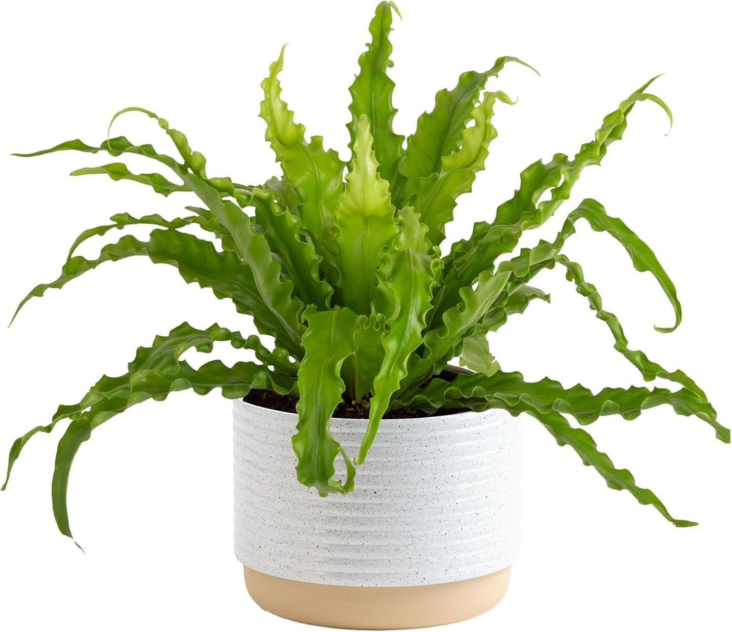 Costa Farms Bird's Nest Fern Live Plant in Decorative Pot, Air Purifying Indoor Houseplant, Perfect for Home, Room, or Office Decor, Great House Warming or Birthday Gift, 12-18 Inches Tall