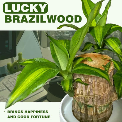 2025 New Lucky Brazilian Wood Potted Plant, Mini Brazil Wood Hydroponic Plant, Desktop Decoration with Plastic Tray