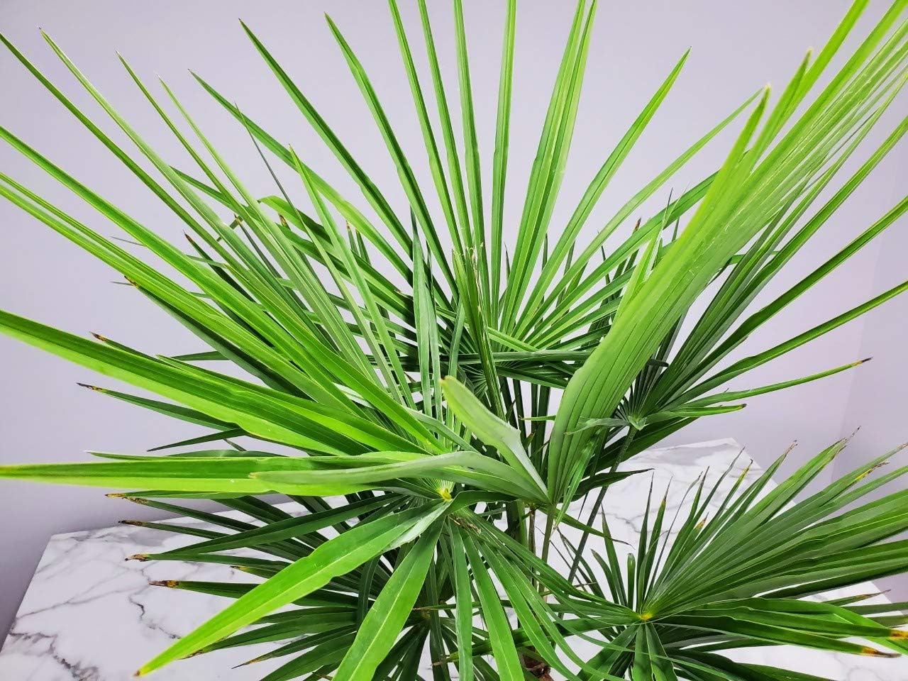 Windmill Palm Tree - Live Plant - Overall Height 26" to 32"' - Tropical Plants of Florida (Plant Only)
