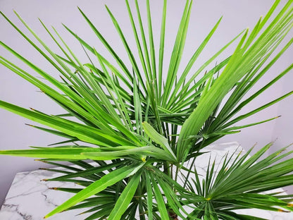 Windmill Palm Tree - Live Plant - Overall Height 26" to 32"' - Tropical Plants of Florida (Plant Only)
