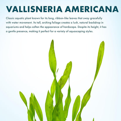 SubstrateSource Live Plant - Tall Grass, Vallisneria Americana - Moderate to High Light, Bright Green, Background, Freshwater Aquatic Plant for Aquascaping - Lead Bunch, 4 Pack