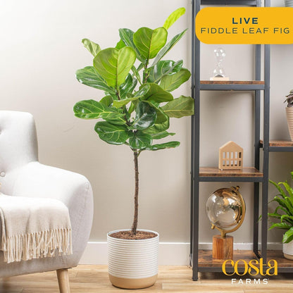 Costa Farms Fiddle Leaf Fig Tree, Live Indoor Floor Plant in Nursery Grow Pot, Clean Air Purifying Houseplant in Potting Soil, Living Room Decor, Housewarming New Home Gift, 3-4 Feet Tall