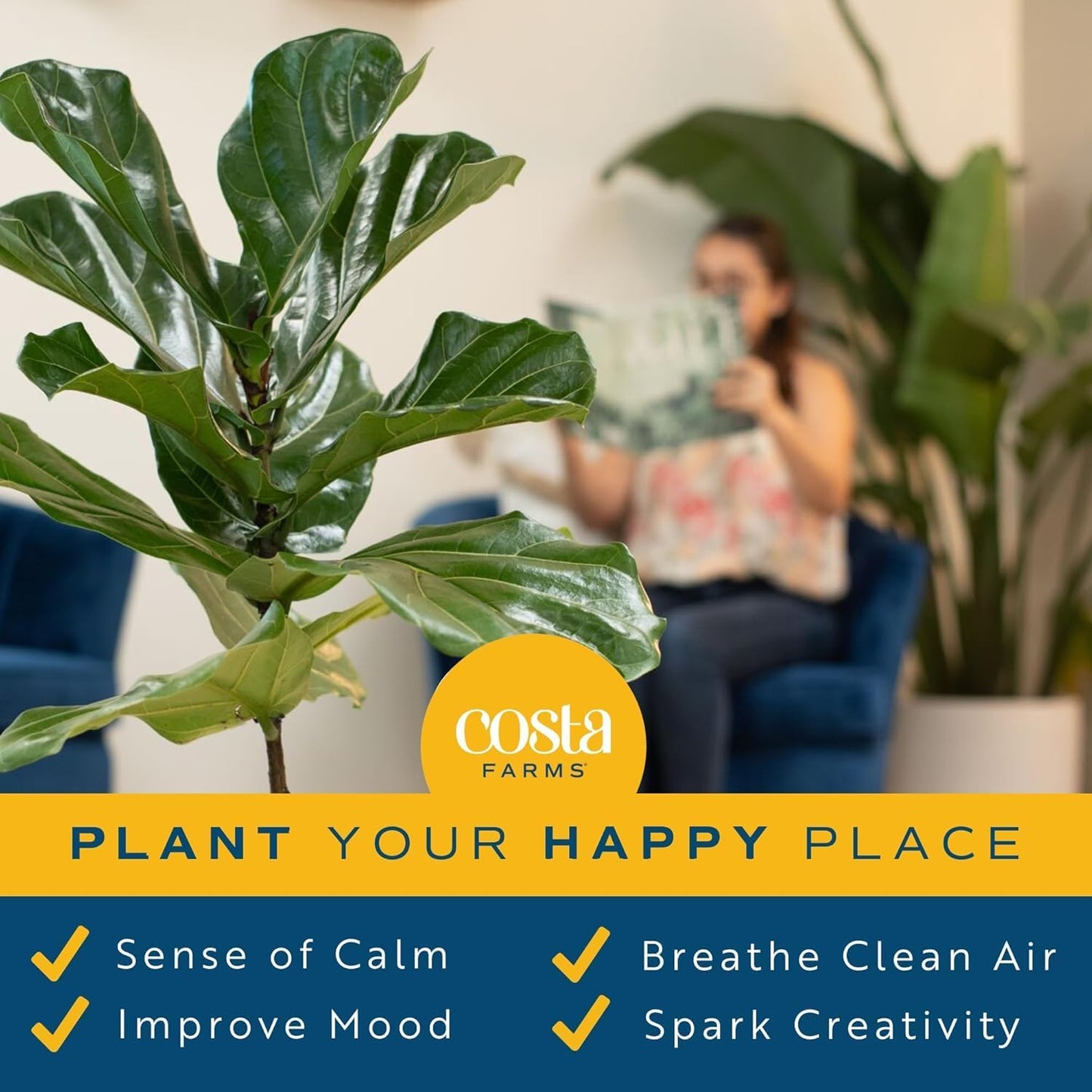 Costa Farms Fiddle Leaf Fig, Live Indoor Ficus Lyrata House Plant Potted in Modern Decor Planter, Floor Plant in Potting Soil Mix, Housewarming Gift, Room, Home, Office Decor, 2-3 Feet Tall