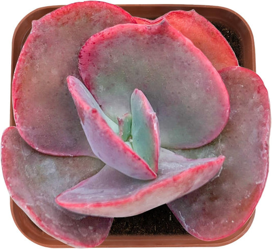 Sprout N Green Echeveria Big Red, Live Succulent Plant Fully Rooted in 2" Pots with Soil Mix, Real Houseplant for Indoor Outdoor Home Office Wedding Decoration Party Favor