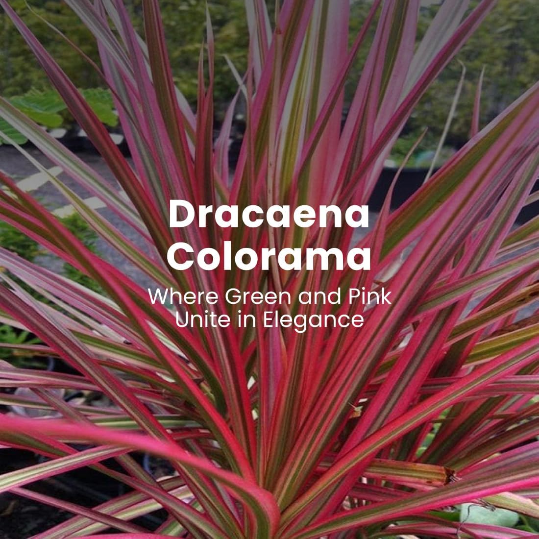 American Plant Exchange Dracaena 'Colorama' – 6-Inch Pot – Live Colorful Houseplant with Pink and Green Striped Foliage, Easy Care Indoor Plant for Desks, Shelves & Home or Office Décor