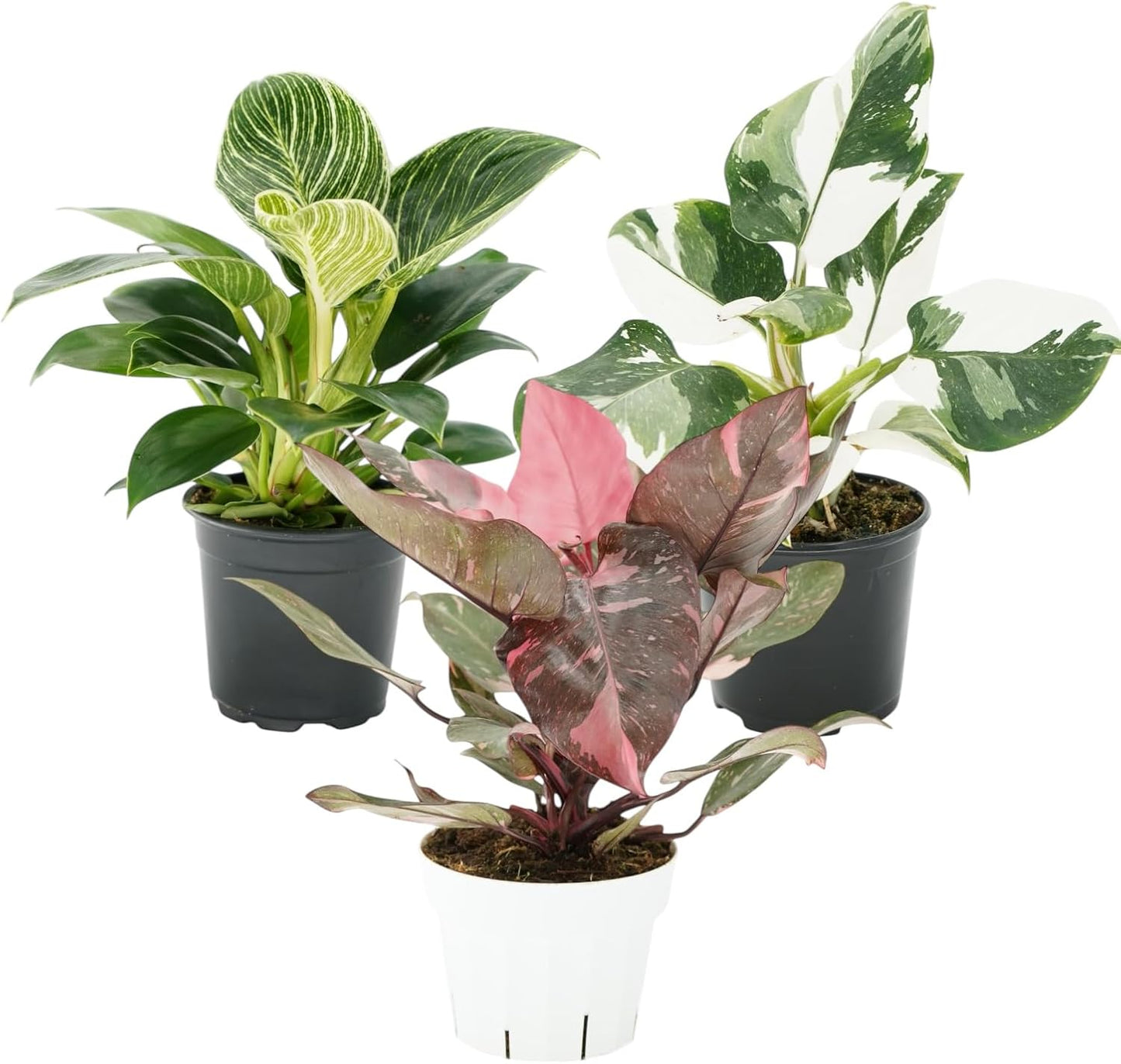 Philodendron Plant Package - 3 Live Philodendron Plants Bundle - Pink Princess, White Princess, and Birken Varieties - Rare Plants Live Houseplants