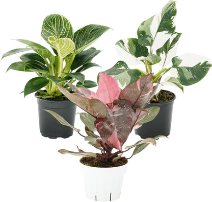 Philodendron Plant Package - 3 Live Philodendron Plants Bundle - Pink Princess, White Princess, and Birken Varieties - Rare Plants Live Houseplants