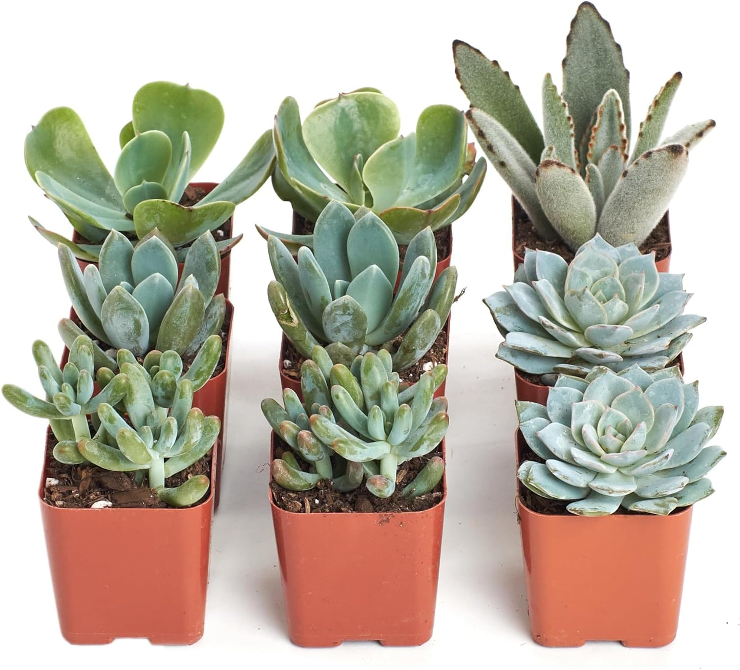 Shop Succulents Blue & Green Succulent Plant Pack Collection - Live Mini Succulent Plants, Low Maintenance, Mixture of Textures - Wedding and Party Favors, Gift & Garden, Pack of 9