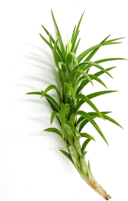 ragnaroc Live Air Plants – Tillandsia Araujei, Large 5” – 1ct – Live Arrival Guaranteed – House Plants for Home Décor & Gift
