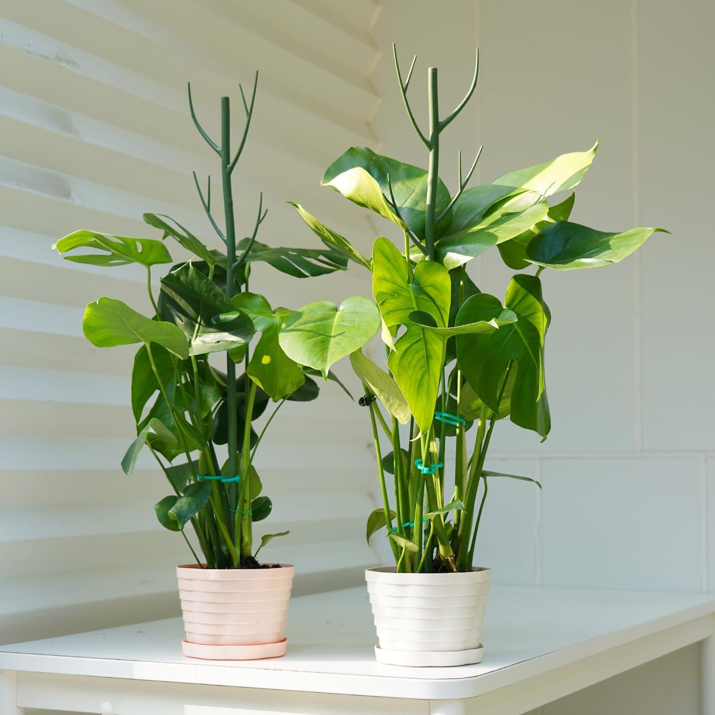 8 Pack Monstera Plant Support Stakes, 27.5inch Detachable Twig Plant Support Stakes with 12 Orchid Clips, 8 Twist Clips 65ft Twist Ties - Ideal Plant Stakes for Indoor Outdoor Plants