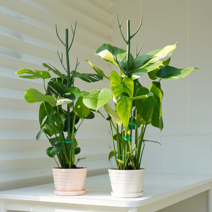 8 Pack Monstera Plant Support Stakes, 27.5inch Detachable Twig Plant Support Stakes with 12 Orchid Clips, 8 Twist Clips 65ft Twist Ties - Ideal Plant Stakes for Indoor Outdoor Plants