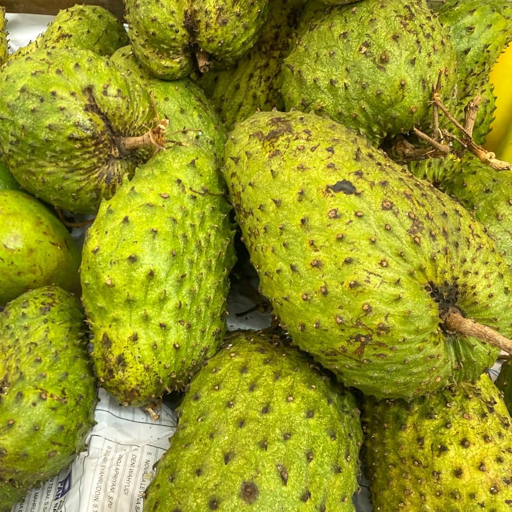 Soursop Tree, 3 Ft Tall Grafted Soursop Tree Live Plant in 3 Gallon Pot, Tropical Guanabana Trees, No Ship to CA