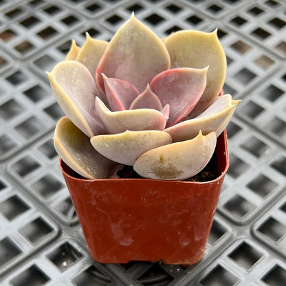 Sprout N Green Echeveria 'Perle von Nürnberg', Live Succulent Plant Fully Rooted in 2" Pots with Soil Mix, Real Houseplant for Indoor Outdoor Home Office Wedding Decoration Party Favor