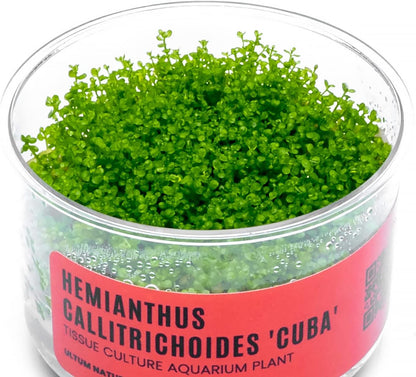 Ultum Nature Systems Dwarf Baby Tears Hemianthus Callitrichoides Cuba Tissue Culture Live Plant for Aquarium, Aquascape, Planted Freshwater Fish Tanks - 100% Snail Free in Vitro