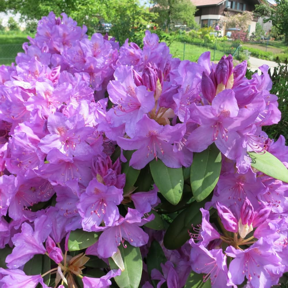 Rhododendrons Plant Live, Light Purple Rhododendron Shrub, Large Flowering Tree 1 Gallon Potted for Gardening