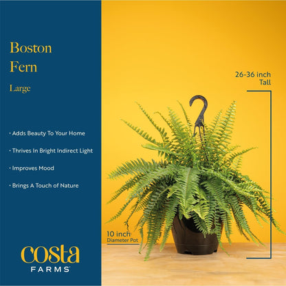 Costa Farms Boston Fern Live Plant in Plastic Pot, Air Purifying Large Indoor & Outdoor Houseplant, Perfect for Home, Room, or Office Decor, Great House Warming or Birthday Gift, 2-3 Feet Tall
