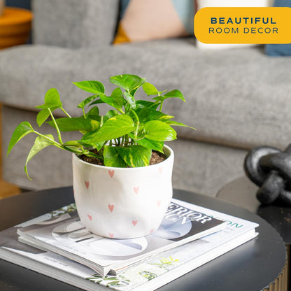 Costa Farms Live Pothos Plant, Easy to Grow Vining Houseplant in Cute Décor Planter, Housewarming Gift, Room Decor, 10-12 Inches Tall
