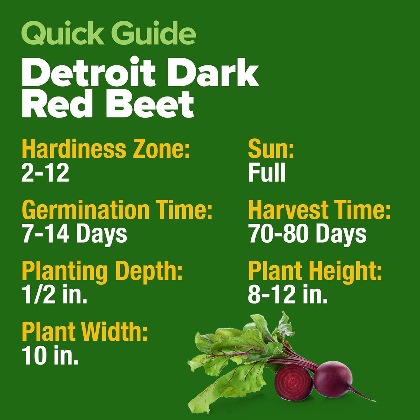 HOME GROWN Detroit Dark Red Beet Seeds 2 Pack(Beta vulgaris) 1000+𝗡𝗢𝗡-𝗚𝗠𝗢 𝗨𝗦𝗔 Heirloom Seeds with High Germination – Sweet,Nutrient-Rich Beets for Easy Planting in Garden Beds or Containers