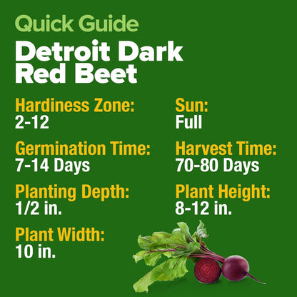 HOME GROWN Detroit Dark Red Beet Seeds 2 Pack(Beta vulgaris) 1000+𝗡𝗢𝗡-𝗚𝗠𝗢 𝗨𝗦𝗔 Heirloom Seeds with High Germination – Sweet,Nutrient-Rich Beets for Easy Planting in Garden Beds or Containers