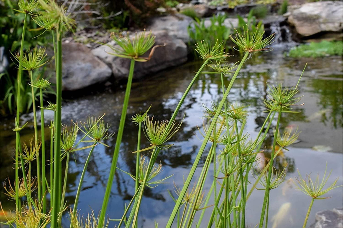 Dwarf Papyrus Plant | 10 Live Plants | Cyperus Shade & Wet Tolerant Aquatic Foliage