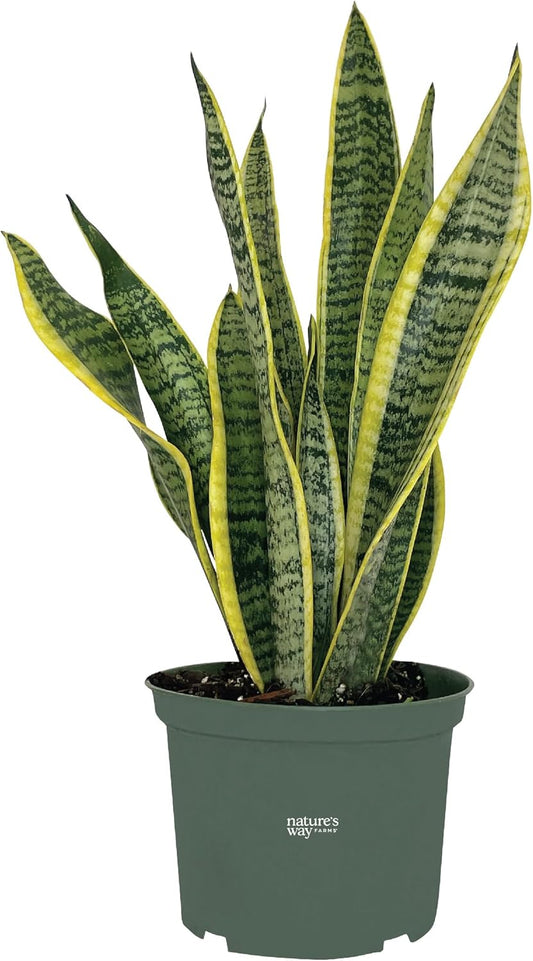 Nature's Way Farms, Sansevieria laurentii, Snake Plant, Live Houseplant, Easy Care, Air-Purifying (8-15 in. Tall) in Grower Pot