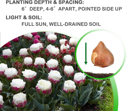 Ice Cream Double Tulip Bulbs – 3 Premium Peony-Style Blooms | White Cream Petals with Pink-Red Base | Unique Spring Perennial Flowers for Gardens & Containers – Zones 3–8 (3 Bulbs)