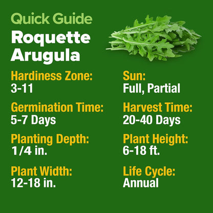 HOME GROWN Arugula Seed 2 Pack – 4350 𝗡𝗢𝗡-𝗚𝗠𝗢 𝗨𝗦𝗔 Vegetable Seeds – Ideal Seeds for Hydroponic Garden Indoor – Premium and Heirloom Arugula Seeds for Planting (Eruca vesicaria)