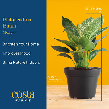 Costa Farms Philodendron Birkin Live Plant in Decorative Pot, Air Purifying Indoor Houseplant, Perfect for Home, Room, or Office Decor, Great House Warming or Birthday Gift, 12-18 Inches Tall