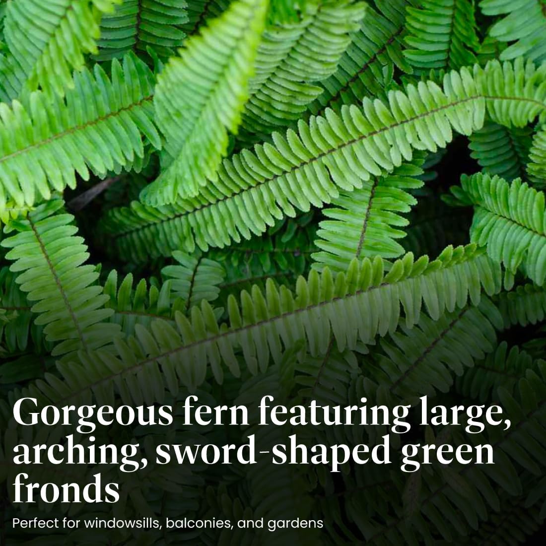 American Plant Exchange Kimberly Queen Fern – 6-Inch Pot – Live Hardy Upright Fern Houseplant, Easy Care Greenery for Home, Office, Garden, or Patio Decor
