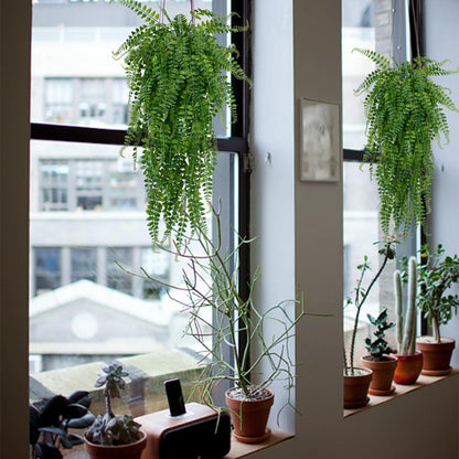6 Pcs Artificial Hanging Ferns Plants Fake Hanging Plants Fake Ivy Boston Ferns Vine Outdoor Indoor Home Décor UV Resistant Plastic Plants (Green)