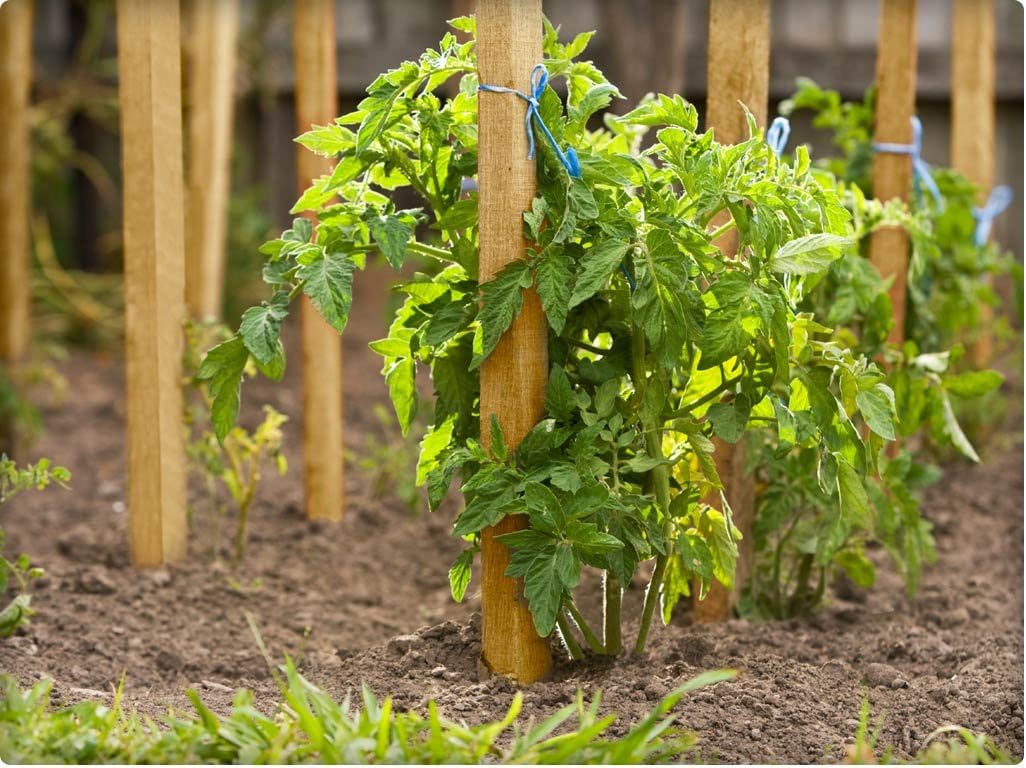 Greenes Fence Grade Stakes 24 in. Long (96-Pack)