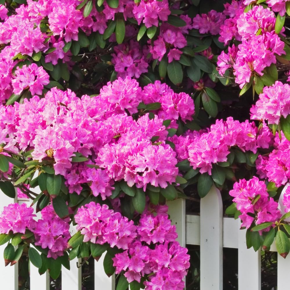 Rhododendrons Plant Live, Pink Rhododendron Shrub, Large Flowering Tree 1 Gallon Potted for Gardening