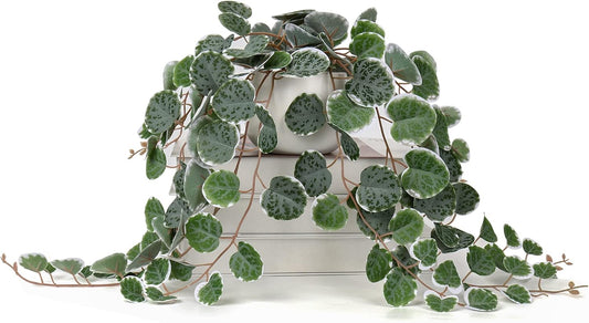 Briful Fake Plants Indoor 16'' Artificial String of Hearts Plants with Ceramic Pot Faux Draping Vine Plants for Home Bathroom Table Shelf Office Hotel Decor