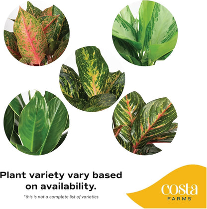 Costa Farms Aglaonema, Chinese Evergreen, Live Indoor Plant, Potted in Grower's Pot, 30-Inches Tall