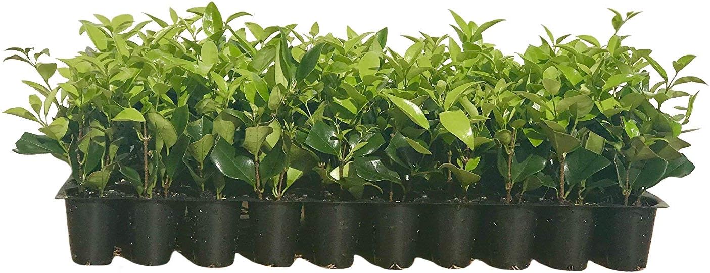 Ligustrum Waxleaf Privet - 20 Live Plants - Evergreen Privacy Hedge