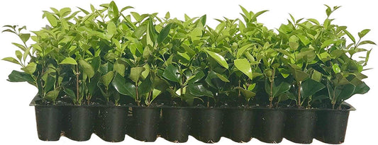 Ligustrum Waxleaf Privet - 20 Live Plants - Evergreen Privacy Hedge
