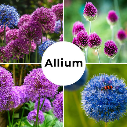 Purple Allium Bulbs for Planting - Easy to Grow Perennial Flowers, Top Size Bulbs, Large Spherical Blooms (10 Bulbs)