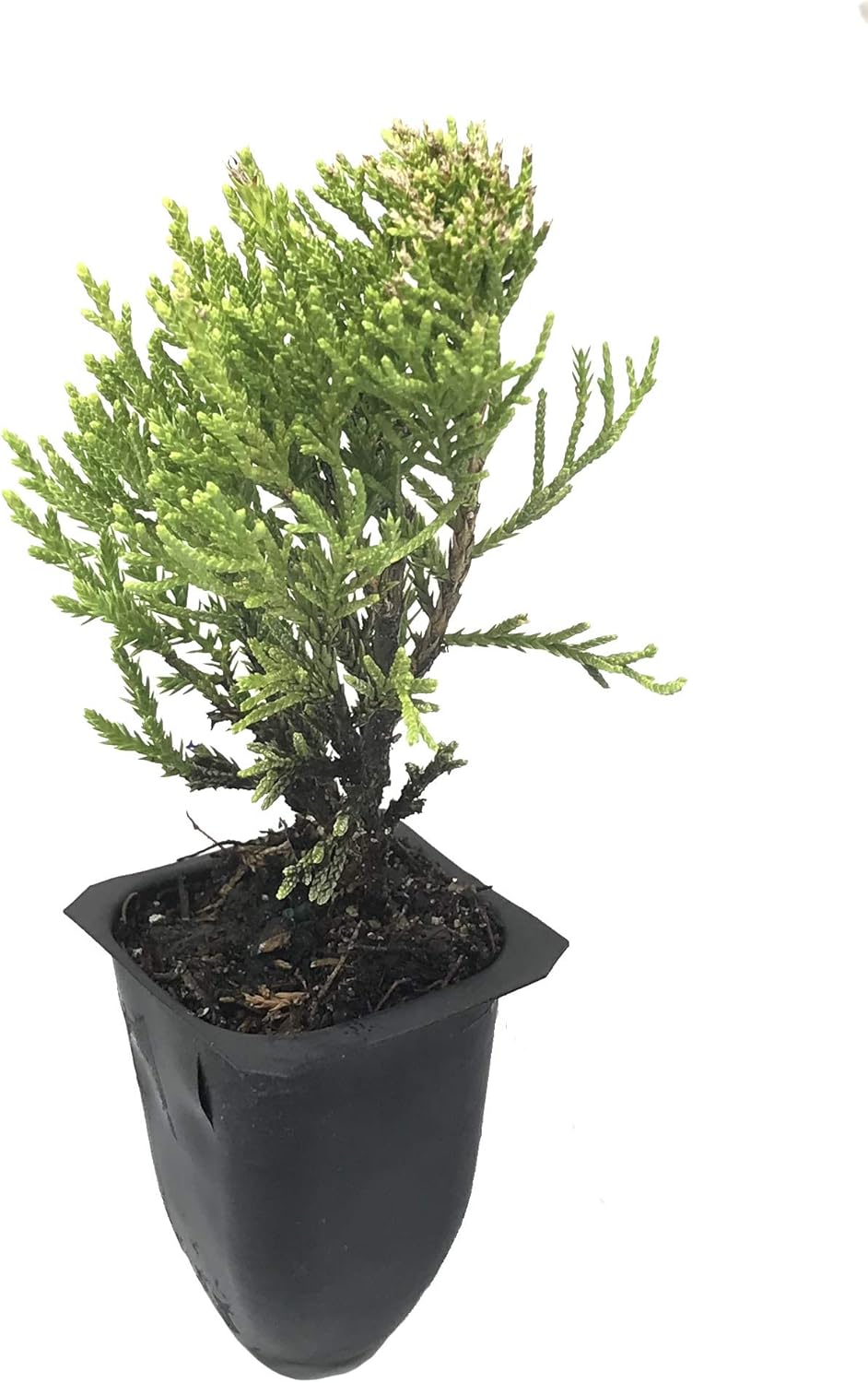 Sea Green Juniper - 30 Live Plants - Juniperus Chinensis - Hardy Evergreen Privacy Screen