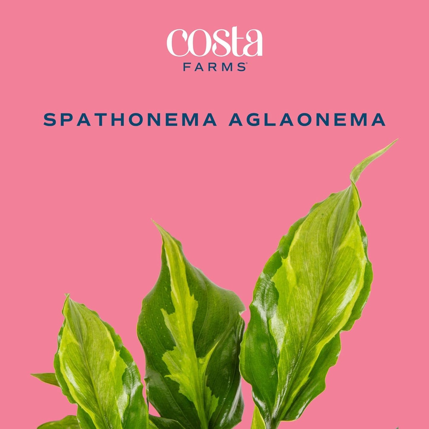 Costa Farms Aglaonema Spathonema, Rare Unique Live Indoor Plant in 6-Inch Self-Watering Houseplant Pot, Potting Soil, Trending Tropicals Collection, Room and Home Decor
