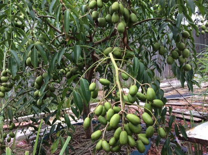 Tropical Fruit: Thai June Plum Tree, 3-4 ft Tall, Produces Flowers, Shipped in a 3-Gallon Pot, and Cannot be Shipped to CA or HI.