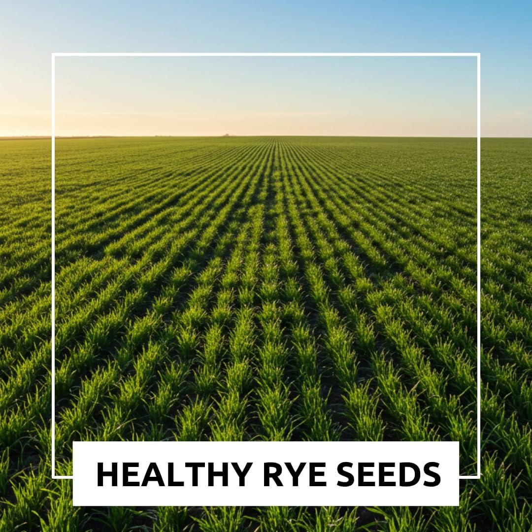 CZ Grain 22 lbs Open-Pollinated Rye Seeds – Non-GMO, Premium Cover Crop, Forage, Food Plot, Soil Builder, Erosion Control, Deer & Wildlife Friendly, Fast-Growing and Hardy