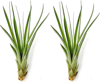 ragnaroc Air Plants - Tillandsia Fasciculata Tricolor, Large 4-6" - 2ct - Live Arrival Guaranteed - House Plants for Home Decor & Gift