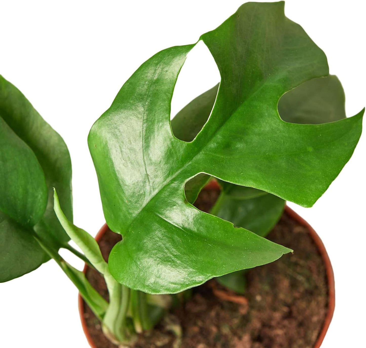 Philodendron Monstera Minima Live Plant for Indoor | Different Houseplants in 4'' & 6'' Pot | Real House Plant for Living Room, Office, Desk & Bathroom | Cheese Holes Plant
