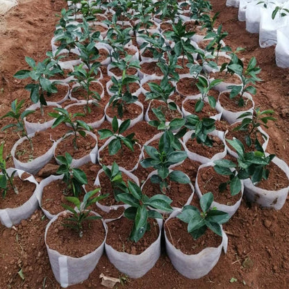 Belit Large Non-Woven Plant Nursery Bags, 25 Pcs Grow Bags Seedling Pots Container for Tree,Vegetable, Flower, Plant Grow (13.2"x15")