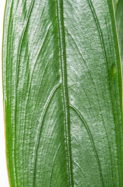 SubstrateSource Bucephalandra Goliath Potted Live Aquarium Plant - Natural Freshwater Fish Tank Decorations, Aquatic Décor
